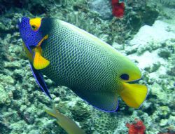 This photo was taken near Sipadan Island off the coast of... by Chuck Gunn 